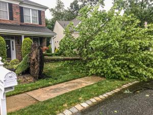 The Summer of 2019 on Belmont Court